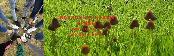 прущие грибы Алексеевка